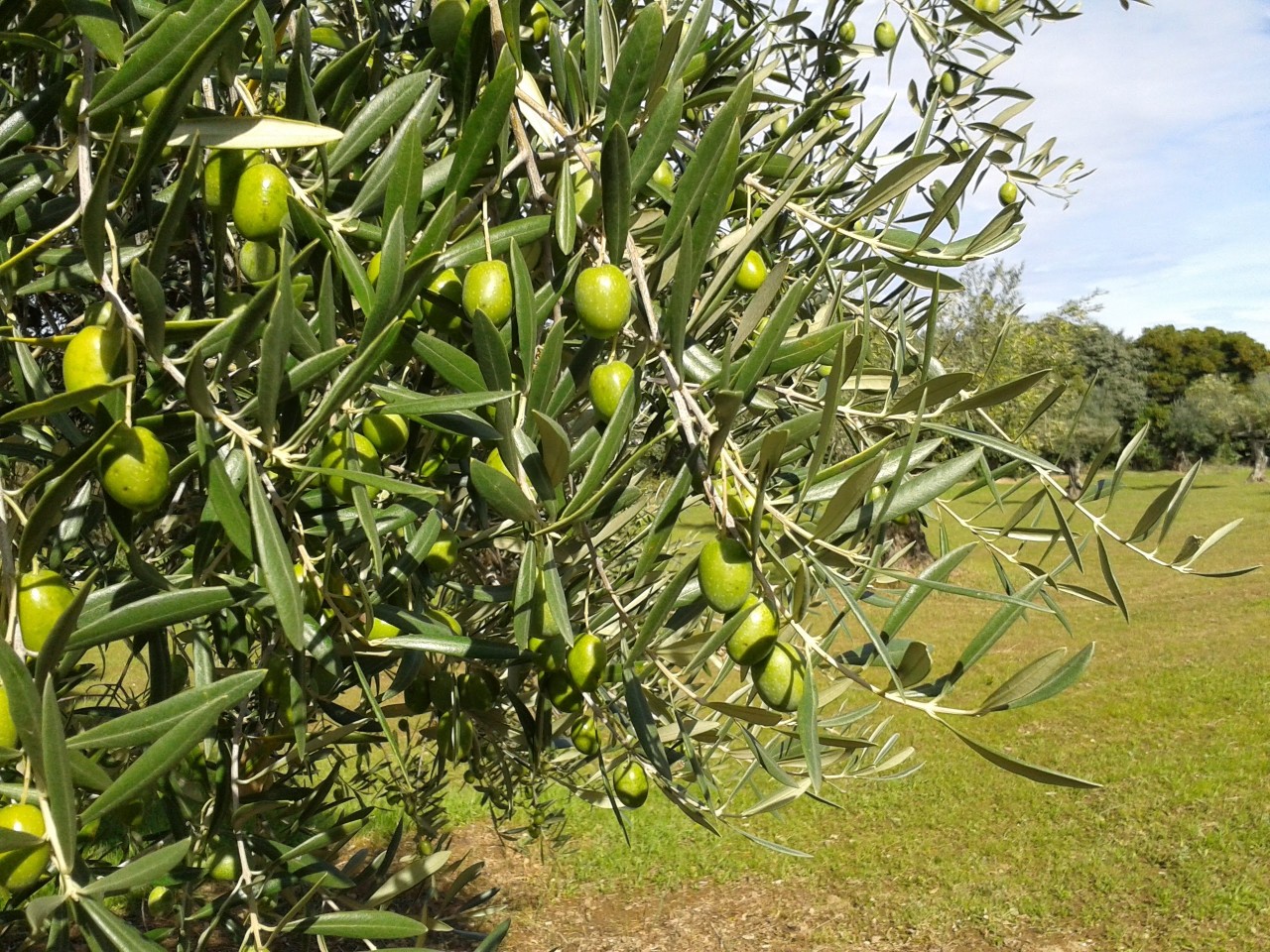 Tratamiento enfermedades olivo
