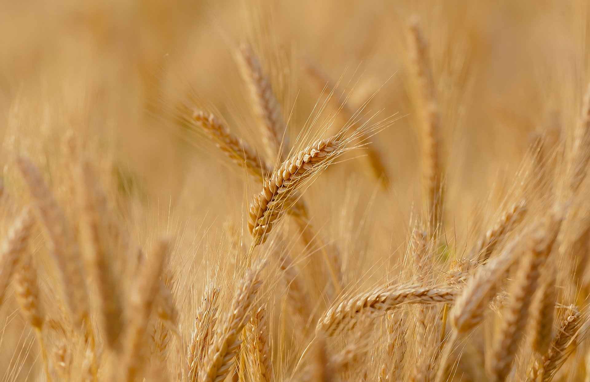 trigo-cultivo